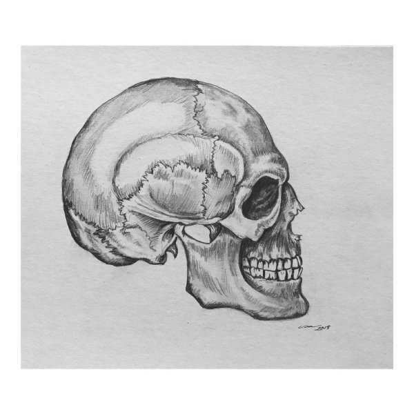 Череп сбоку рисунок