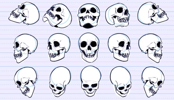 Зарисовки черепа