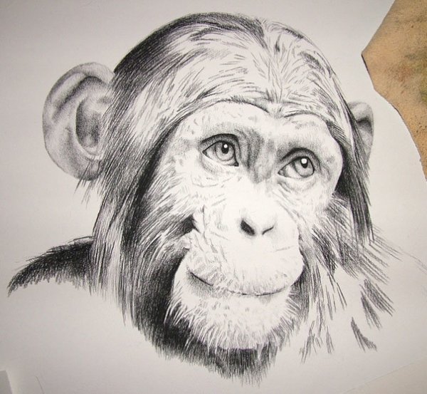 Обезьянка раскраска для детей