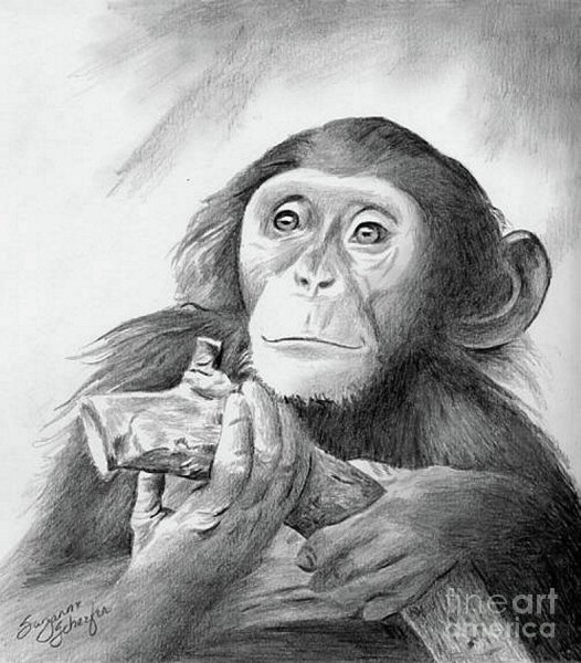 Как нарисовать обезьяну