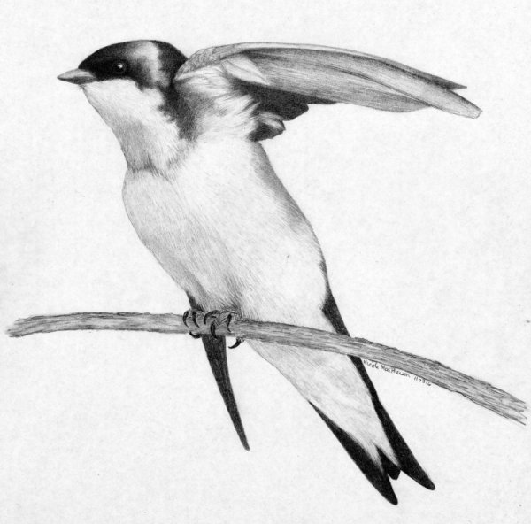 Ласточка карандашом