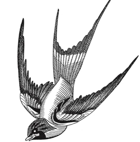 Ласточка раскраска для детей