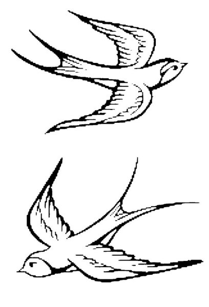 Птицы для срисовки