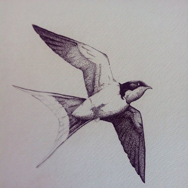 Этапы рисования ласточки