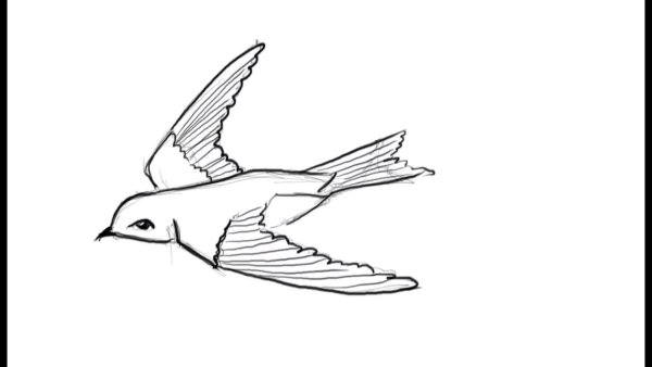 Ласточка рисунок для детей карандашом