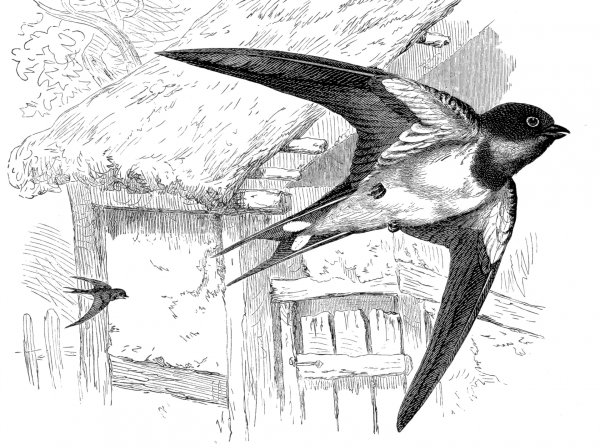 Поэтапное рисование стрижа