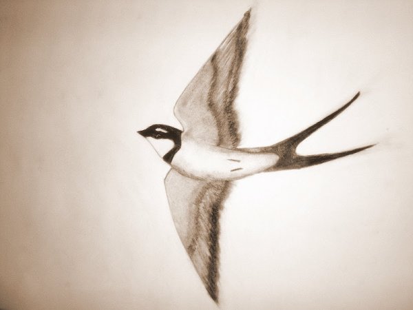 Набросок птицы в полете