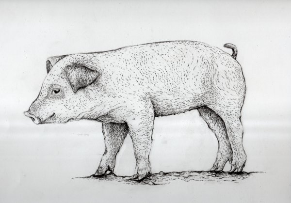 Поросенок рисунок карандашом