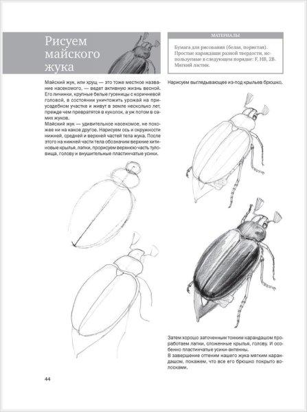 Майский Жук рисование для детей