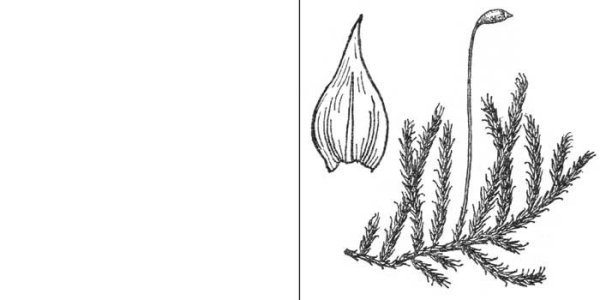 Мох рисунок карандашом
