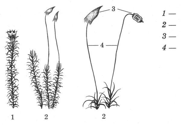 Строение мха Кукушкин лен