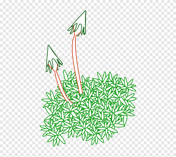 Зарисовка мха