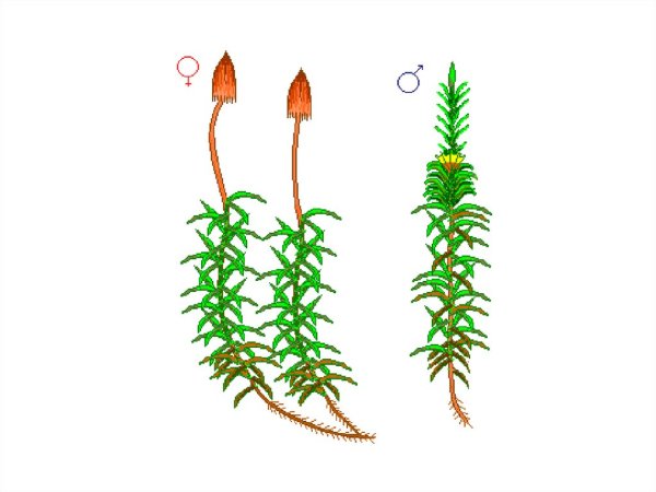 Строение мха Кукушкин лен