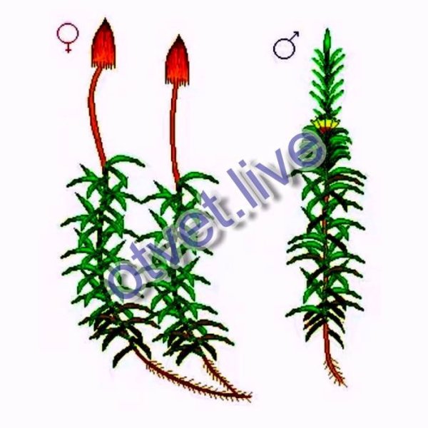 Кукушкин лен мужское и женское растение