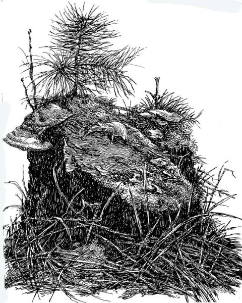 Пень Графика