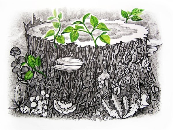 Экосистема Трухлявый пень