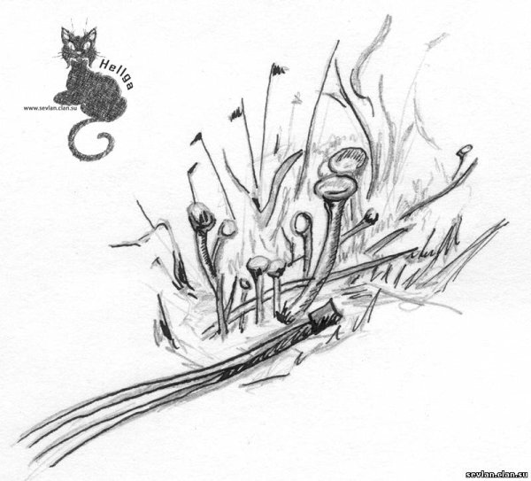 Нарисовать мох карандашом