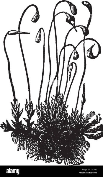 Зарисовка мха