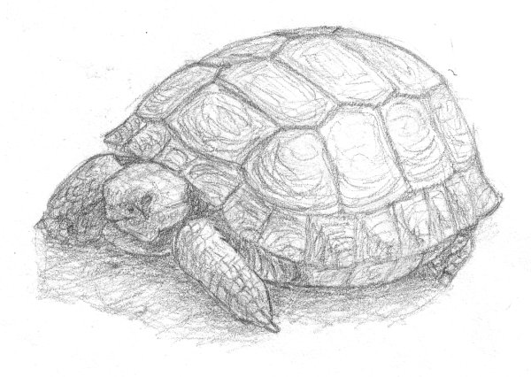 Черепаха рисунок