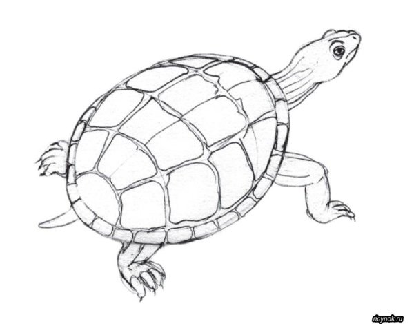 Красноухая черепаха раскраска