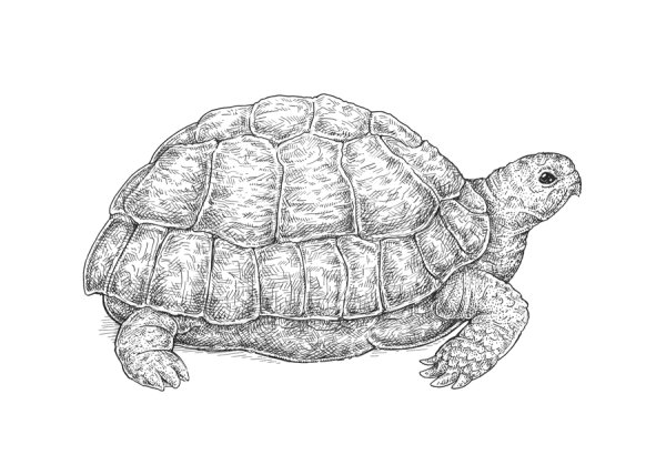 Черепаха карандашом