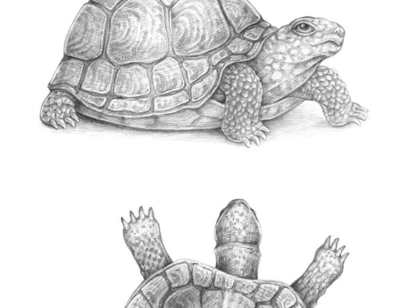 Черепаха карандашом для детей
