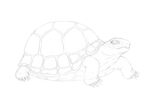 Черепаха поэтапное рисование для детей