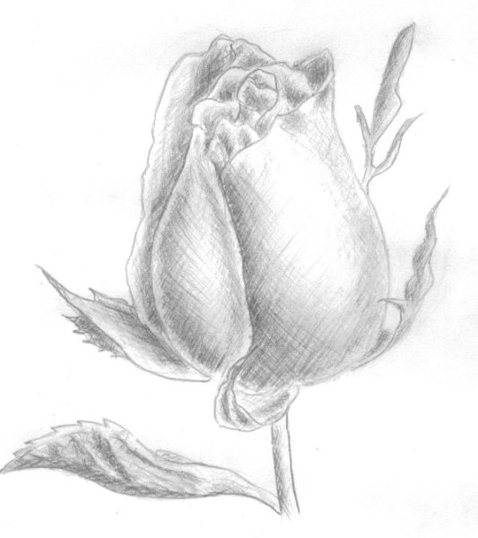 Бутон карандашом