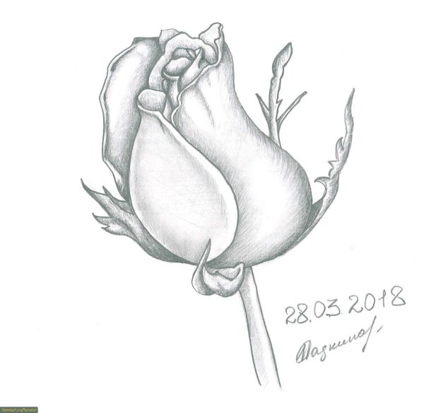 Бутон розы рисунок