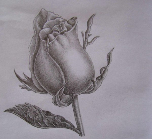 Бутон розы рисунок