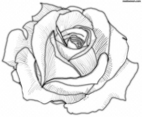 Роза рисунок