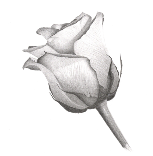 Бутоны цветов карандашом