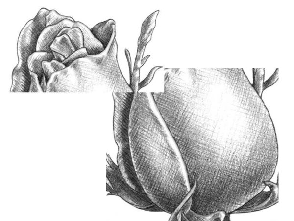 Бутоны роз карандашом простым