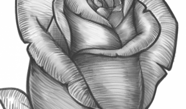 Рисунки карандашом цветы с тенями