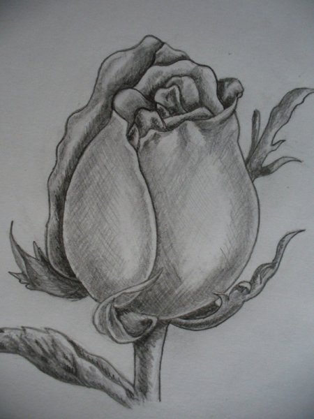 Бутоны цветов карандашом