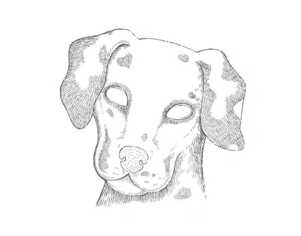 Морда собаки рисунок карандашом