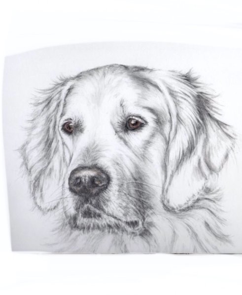 Собака рисунок карандашом