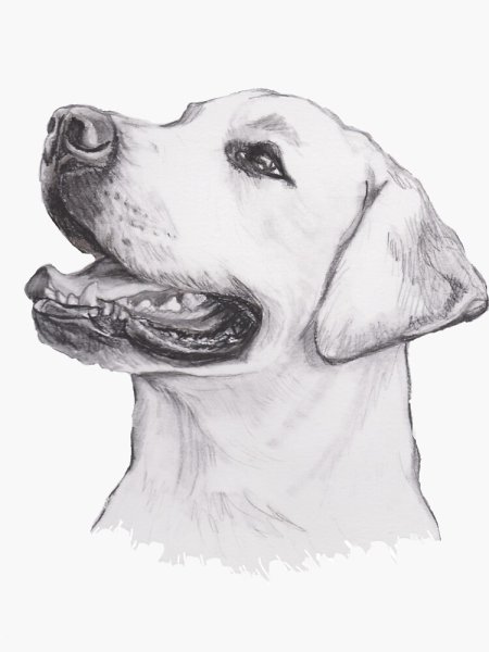 Лабрадор карандашом