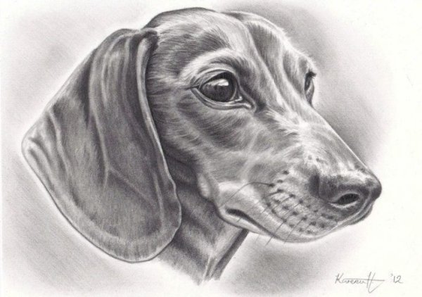 Такса простым карандашом