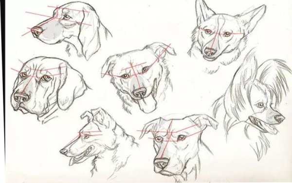 Морда собаки референс