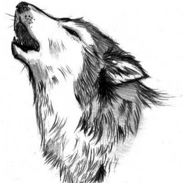 Эскиз волка карандашом