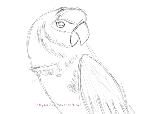 Попугай срисовка легкие