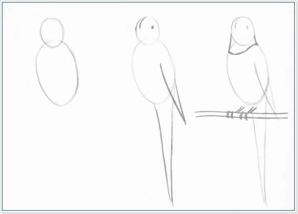 Поэтапное рисование попугая для детей