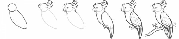 Схема рисования попугая