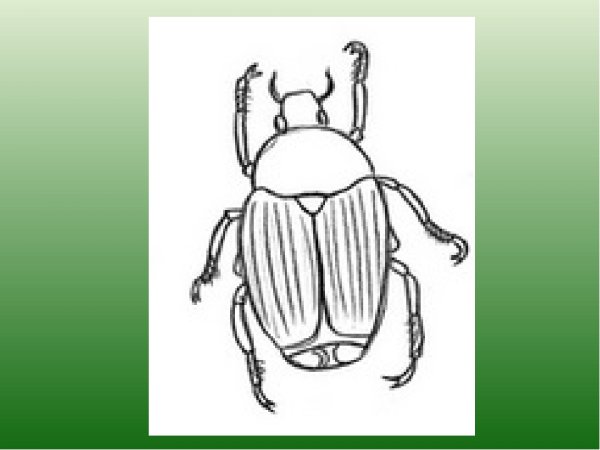 Жук плавунец раскраска
