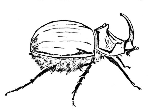 Жук раскраска