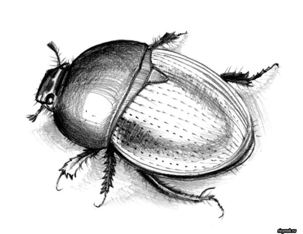 Жук навозник раскраска