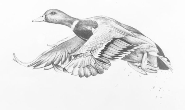 Селезень карандашом