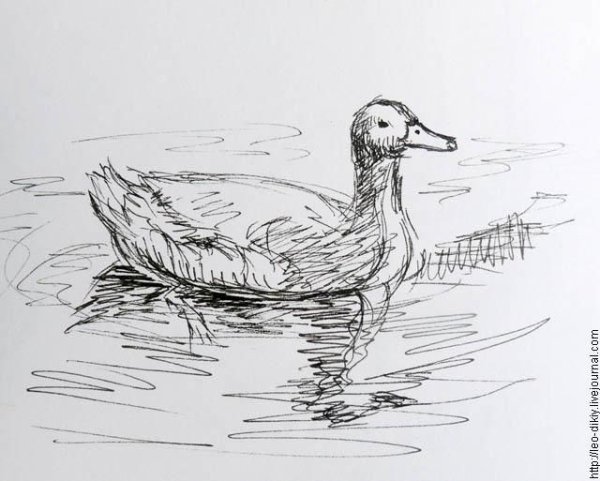 Нарисовать утку карандашом