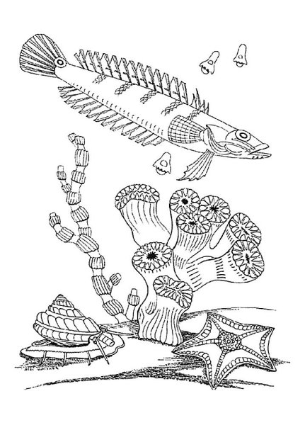 Коралловые рыбки раскраска